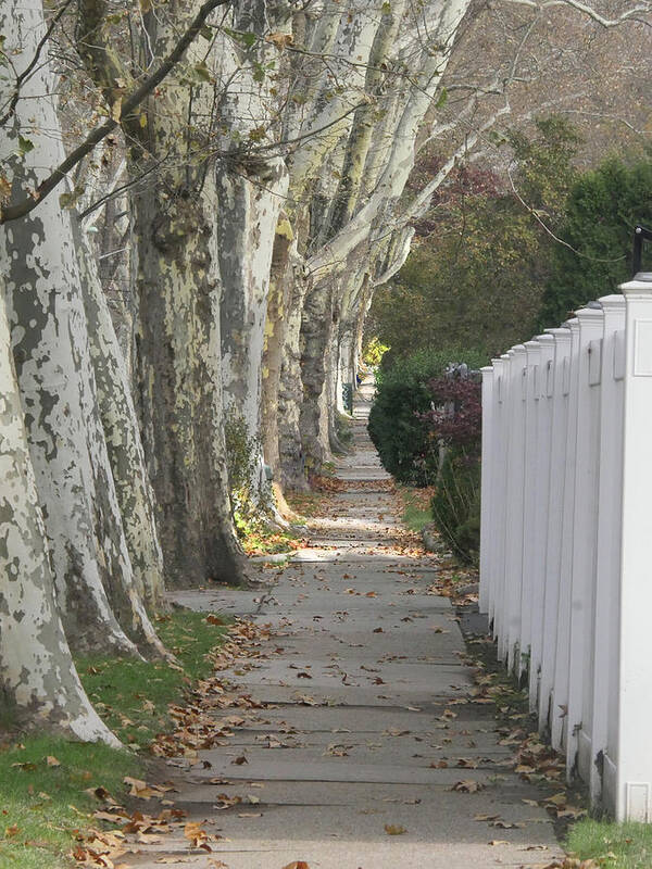 Sycamore Poster featuring the photograph Sycamore Walk by Leon deVose