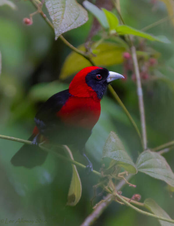 Nature Poster featuring the photograph Crimson-collared Tanager by Lee Alloway