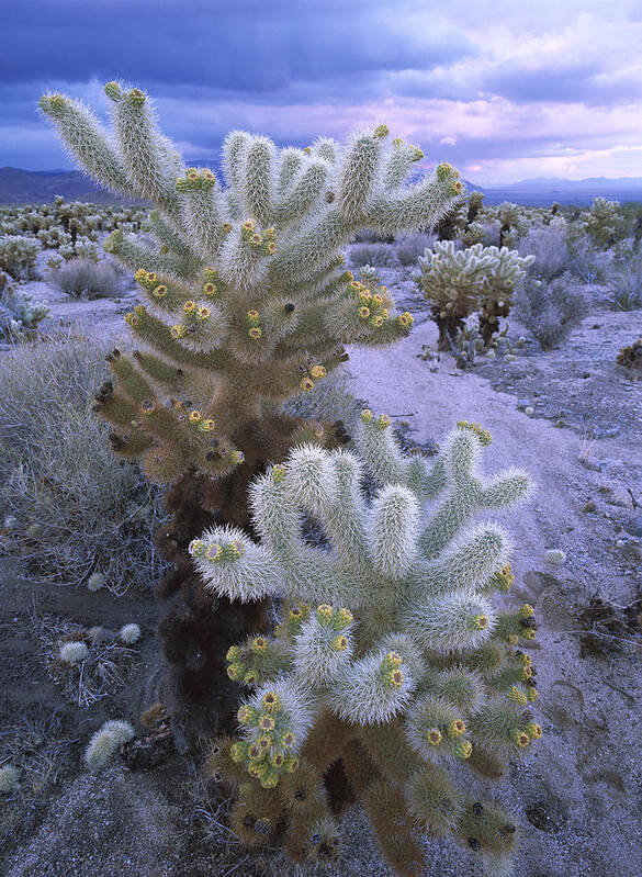Mp Poster featuring the photograph Teddy Bear Cholla in Joshua Tree by Tim Fitzharris