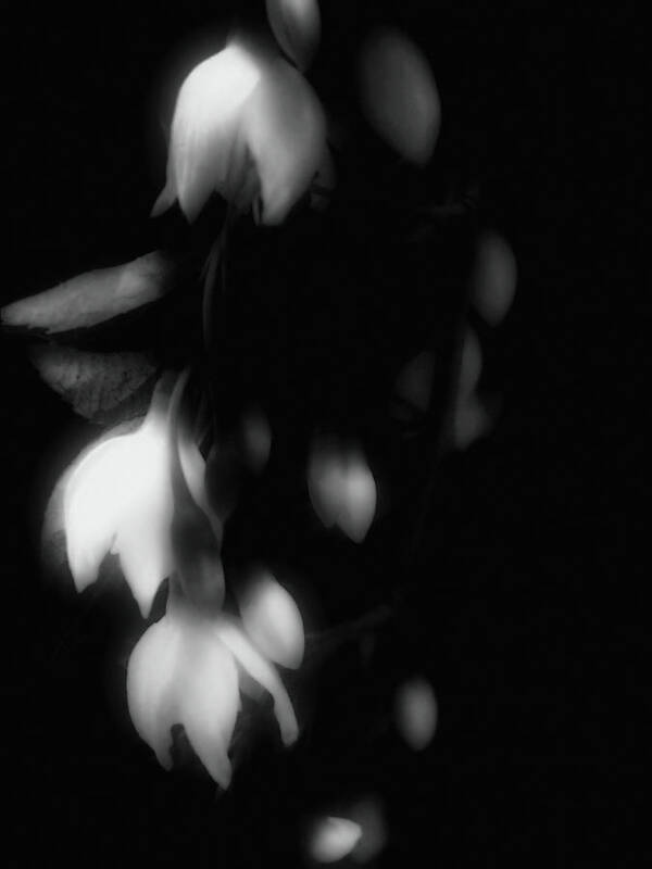 Black And White Floral Poster featuring the photograph The Art of Seduction by Susan Maxwell Schmidt