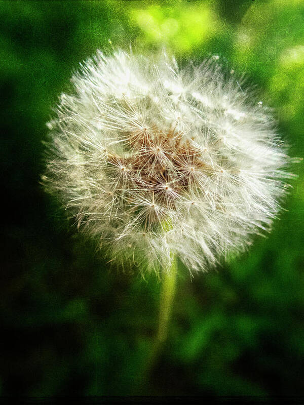 Appalachia Poster featuring the photograph The Magic of Dandelions by Debra and Dave Vanderlaan