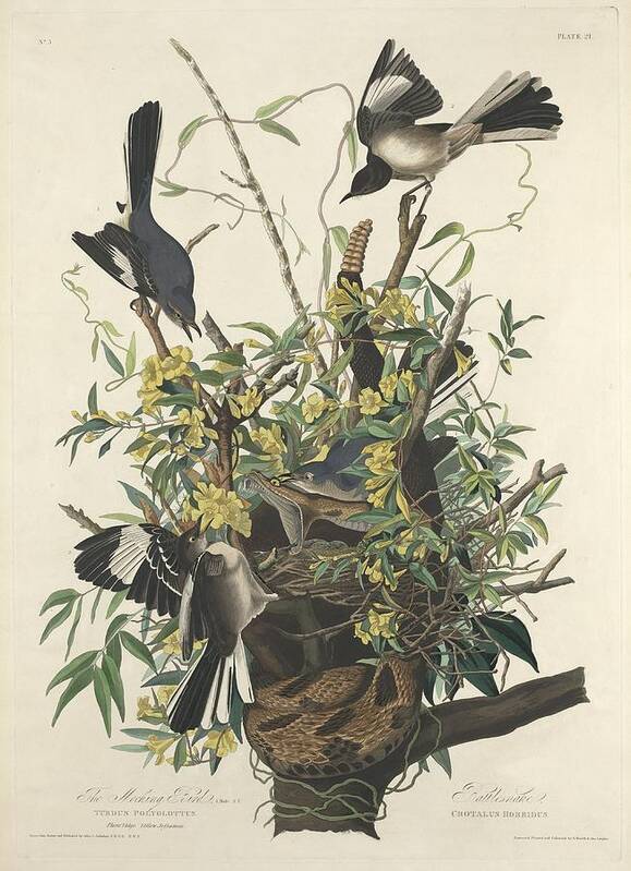 Audubon Poster featuring the drawing The Mockingbird by Dreyer Wildlife Print Collections 