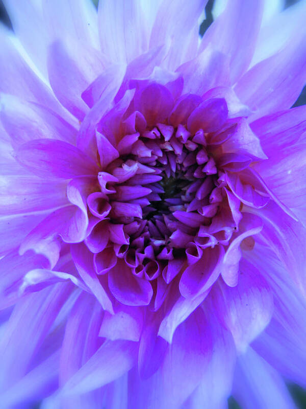 Floral Poster featuring the photograph The Passionate Dahlia by Lora Fisher