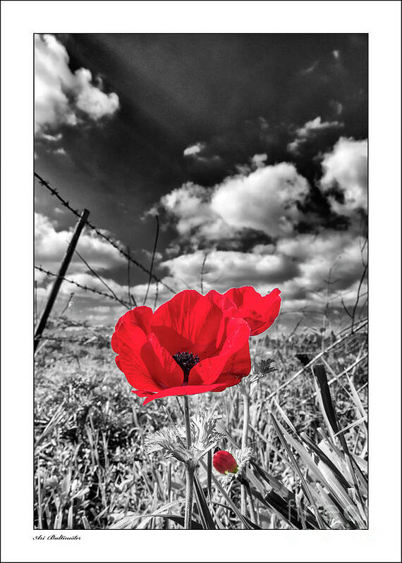 Flower Poster featuring the photograph The red spot by Arik Baltinester