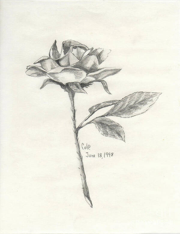Rose Poster featuring the drawing The Rose by Larry Cole