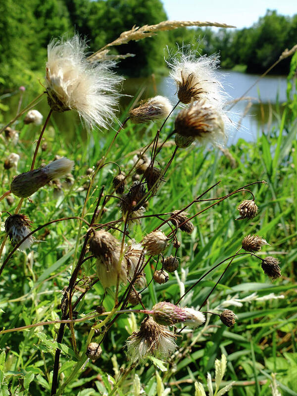 Thistle Poster featuring the photograph Thistle by Scott Kingery