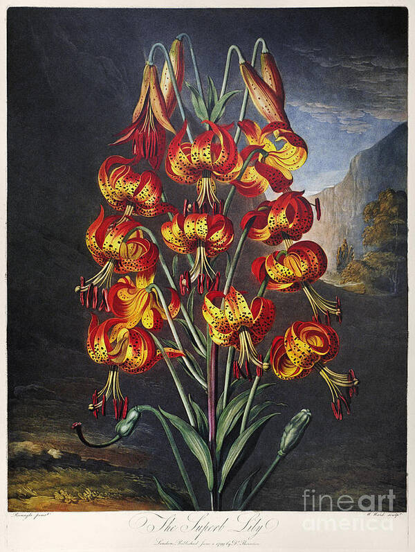 1799 Poster featuring the photograph Thornton: Superb Lily by Granger