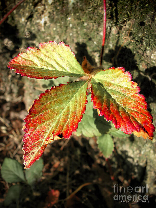 Forest Poster featuring the photograph Three Leaves by Todd Blanchard