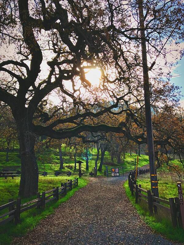 Pathway Poster featuring the photograph Through The Oaks by Brad Hodges