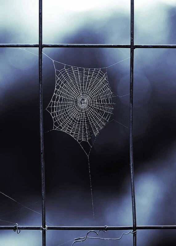 Blue Spider Web Poster featuring the photograph Tiny Spider Web in Blue by Brooke T Ryan
