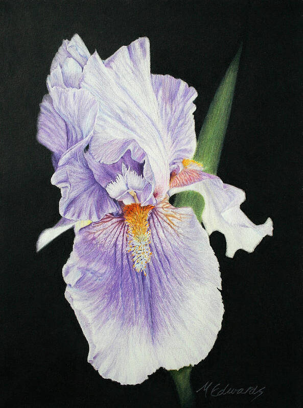 Iris Poster featuring the drawing Tonto Basin Iris by Marna Edwards Flavell