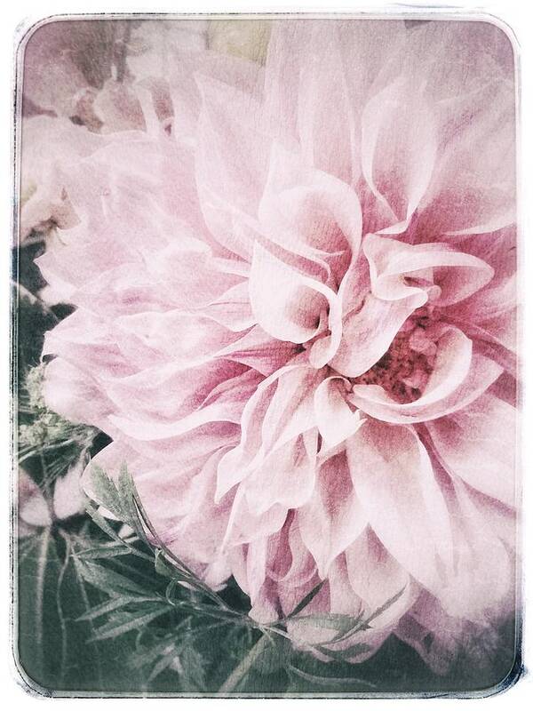 Dahlia Poster featuring the photograph Touch of Blush Dahlia by Jill Love
