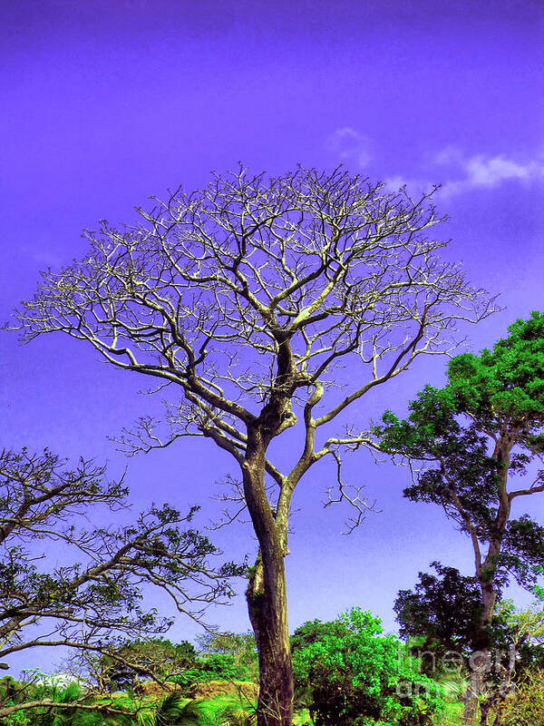 Tree Poster featuring the photograph Tree of Life by Onedayoneimage Photography