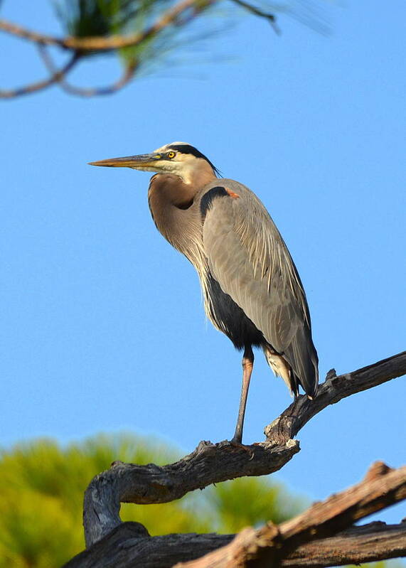 Great Blue Heron Poster featuring the photograph Treetop Great Blue Heron by Carla Parris