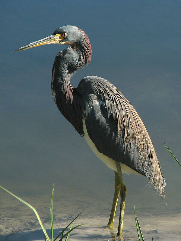 Nature Poster featuring the photograph Tricolored Heron by Peggy Urban