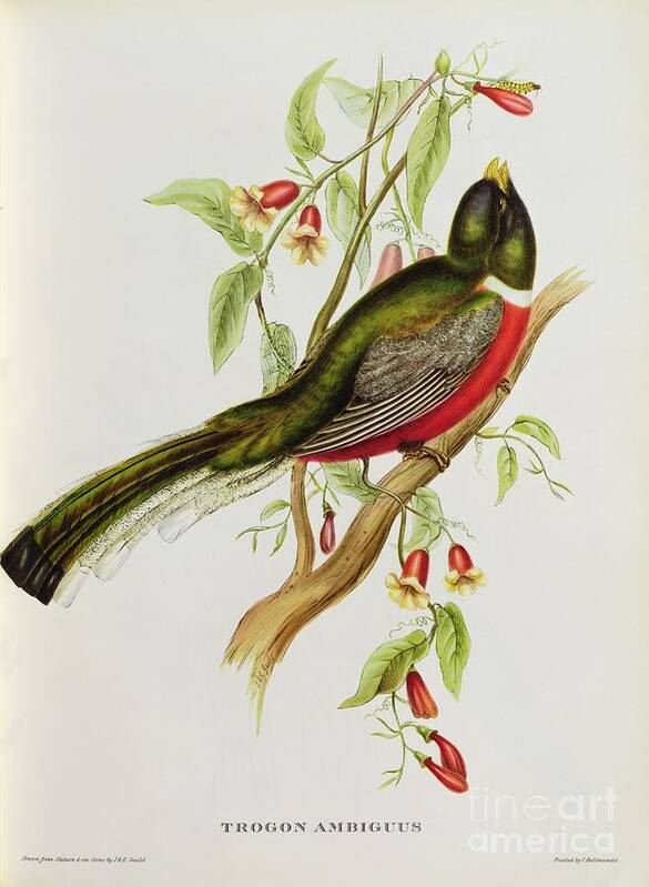 Trogon Poster featuring the painting Trogon Ambiguus by John Gould