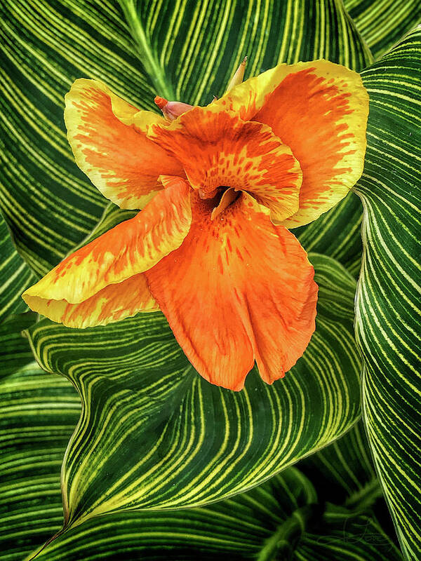 Canna Lily Poster featuring the photograph Tropicanna Beauty by Jill Love
