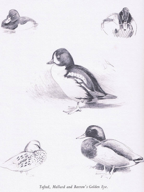 Duck Poster featuring the drawing Tufted Ducks, Mallards, Barrows Goldeneye by Archibald Thorburn
