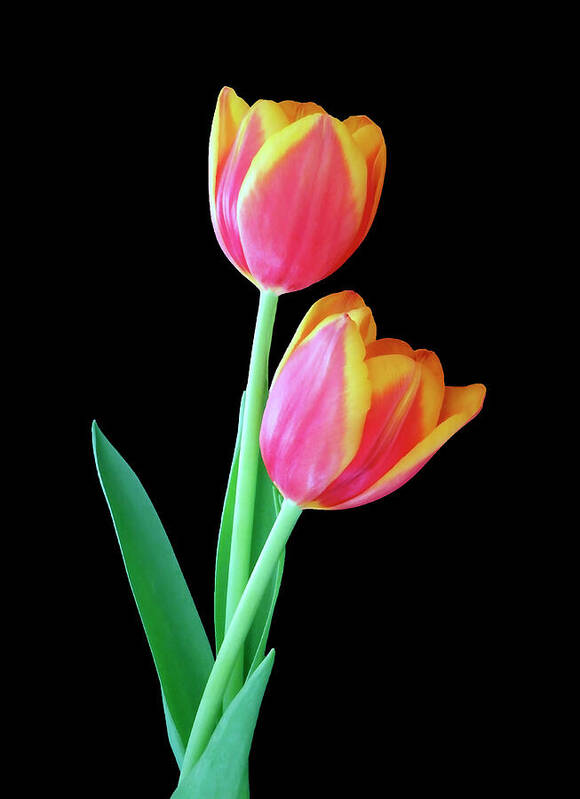 Tulip Poster featuring the photograph Tulip Duo by Johanna Hurmerinta