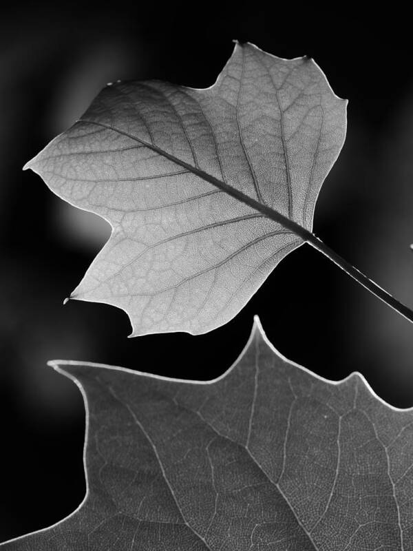 Jane Ford Poster featuring the photograph Tulip tree leaves competing for light by Jane Ford