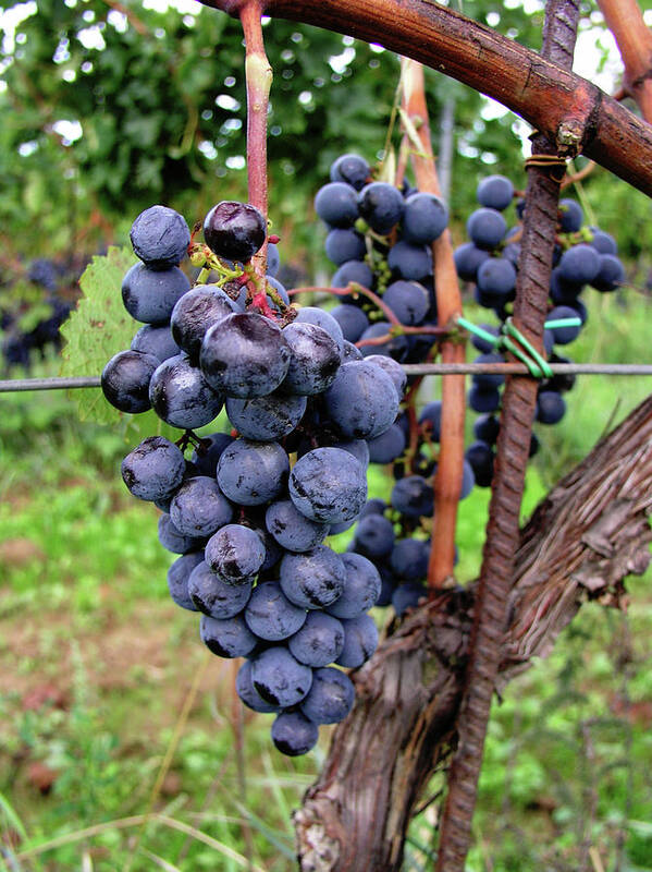 Vineyard Poster featuring the photograph Tuscan Grapes by Mary Capriole