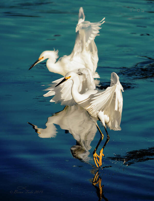 Wildlife Poster featuring the photograph Two in Tandem by Brian Tada