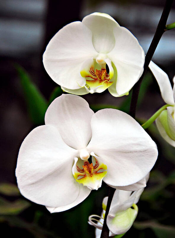 Orchid Poster featuring the photograph Two Orchids by JoAnn Lense