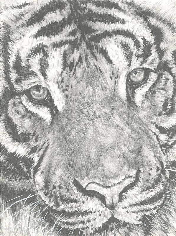 Tiger Poster featuring the drawing Scrutiny by Barbara Keith