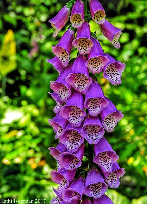 Foxglove Poster featuring the photograph Vibrant Tones I by Kathi Isserman