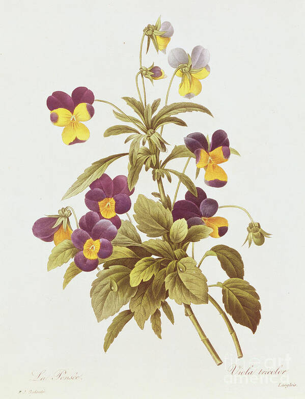 Viola Poster featuring the drawing Viola Tricolour by Pierre Joseph Redoute