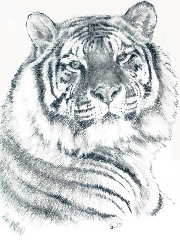 Tiger Poster featuring the drawing Voyager by Barbara Keith