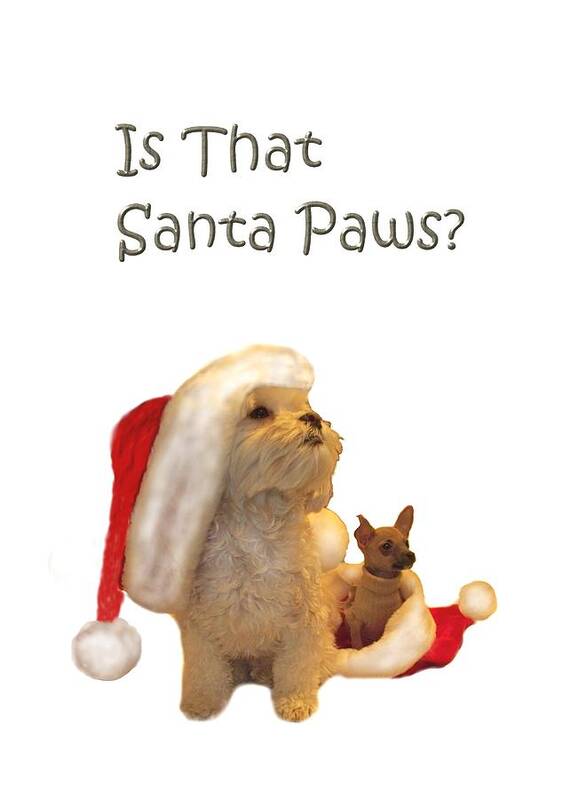 Christmas Poster featuring the photograph Waiting for Santa Paws by Joni McPherson