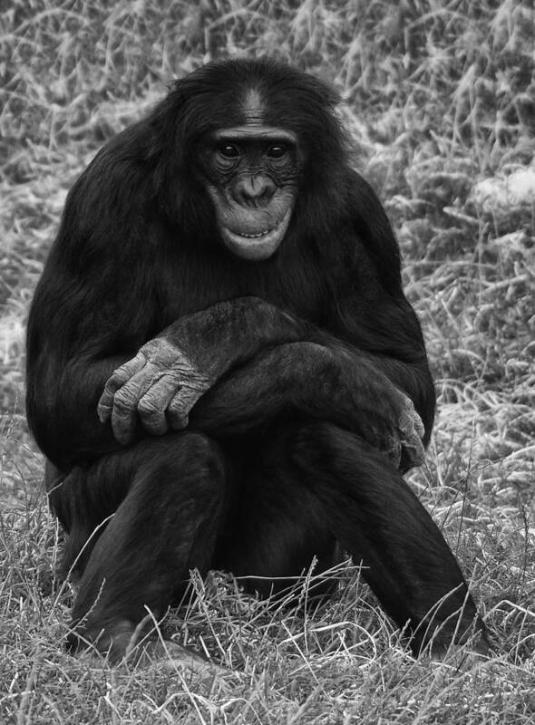 Chimp Poster featuring the photograph Wanna be like you by Nick Bywater