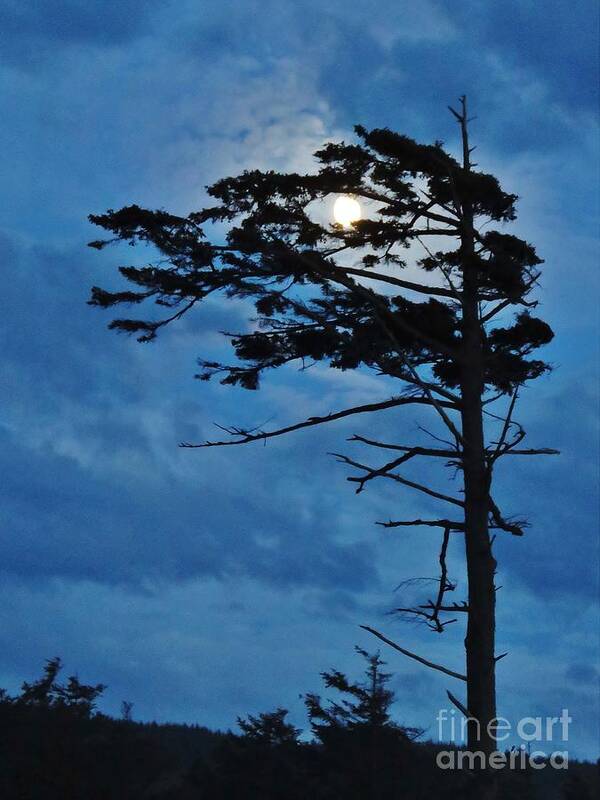 Night Sky Poster featuring the photograph Weathered Moon Tree by Michele Penner