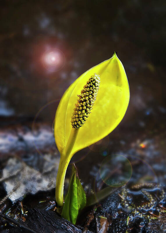Flower Poster featuring the photograph Western Skunk Cabbage by John Christopher