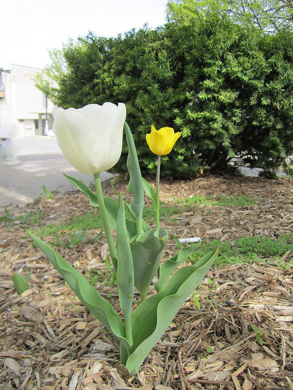 Photography Poster featuring the painting White and Yellow tulips by Glenda Crigger