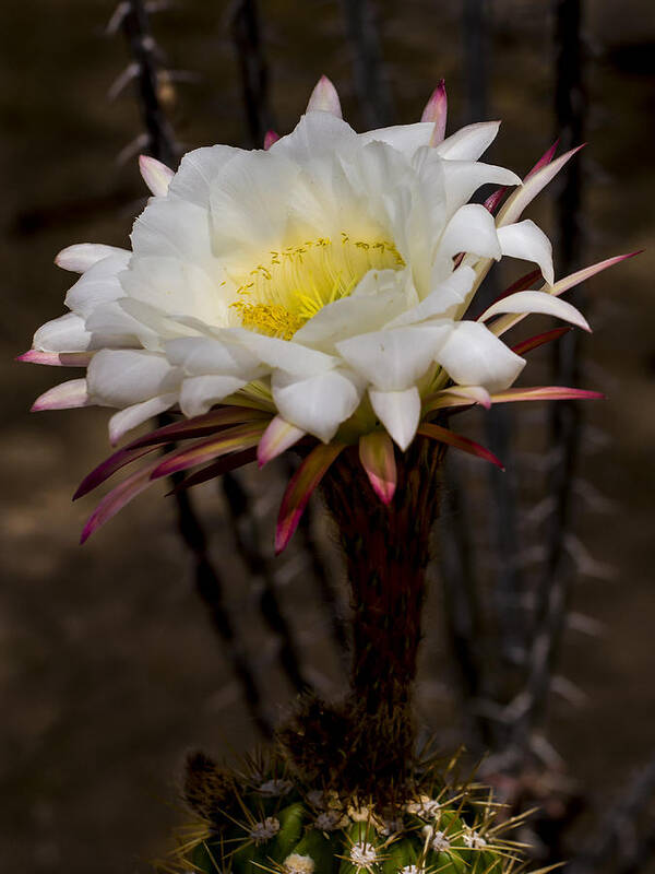 Jean Noren Poster featuring the photograph White Cactus Fower by Jean Noren