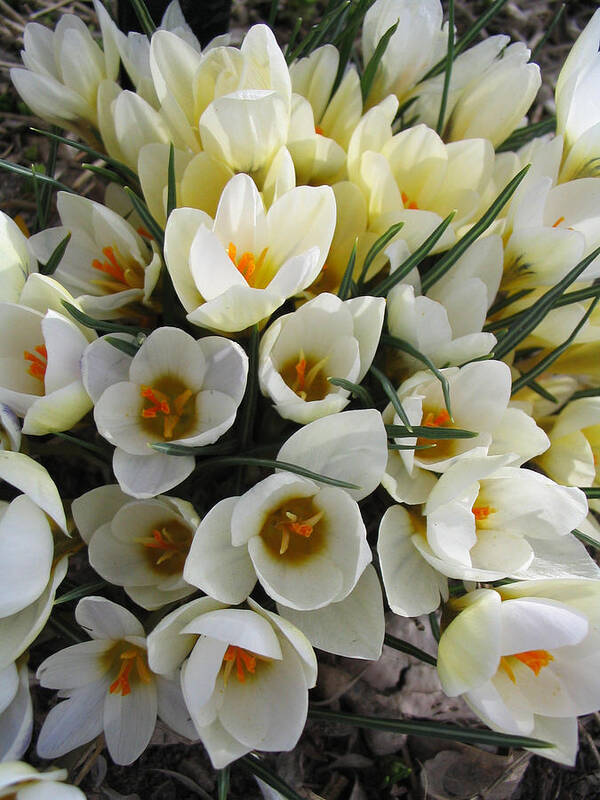 Spring Poster featuring the photograph White Crocus by Laura Davis