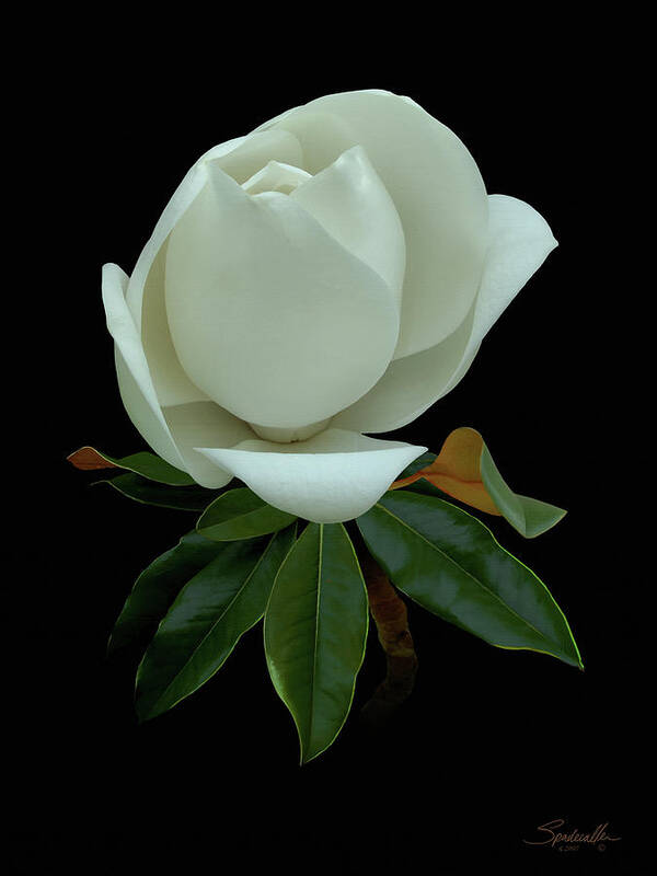 Flower Poster featuring the digital art White Magnolia Bud by M Spadecaller