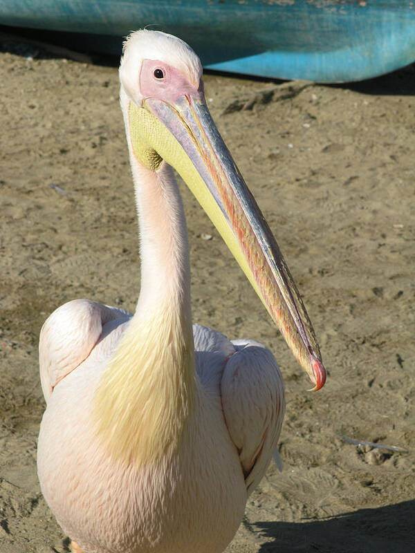 White Pelican Poster featuring the photograph White Pelican by Sally Weigand