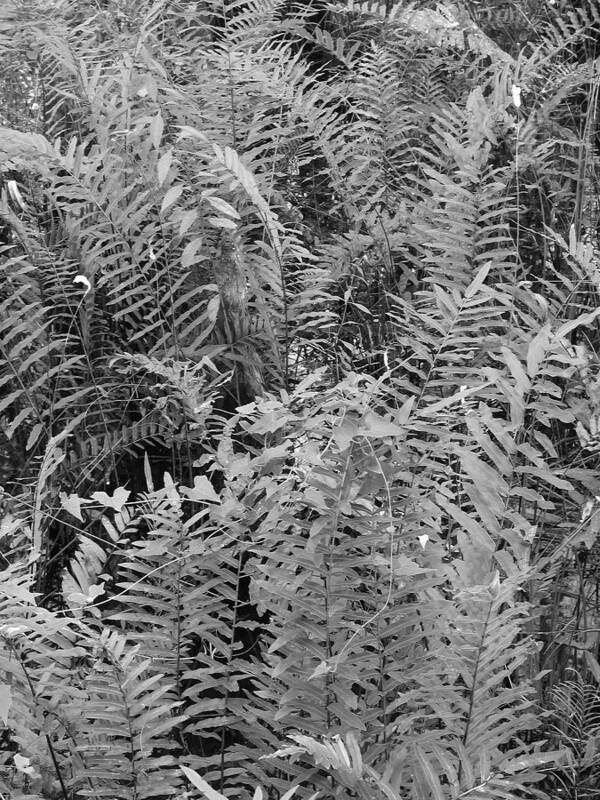 Black Poster featuring the photograph Wild Florida Ferns by Juergen Roth