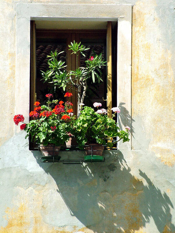 Windows And Doors Poster featuring the photograph Window with a Tree by Donna Corless