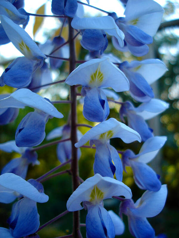 Flora Poster featuring the photograph Wisteria - blue hooded ladies by Susan Baker