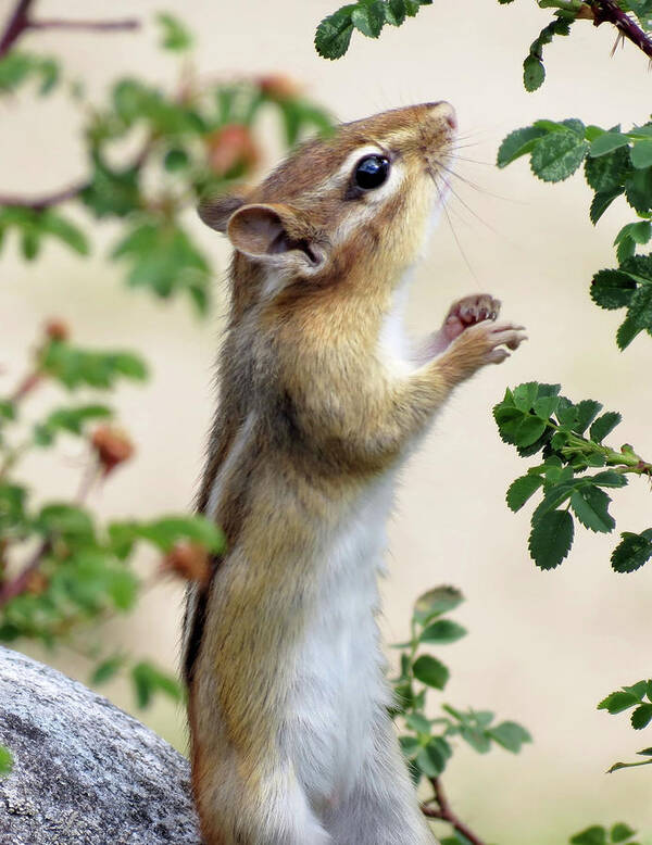  Animal Poster featuring the photograph Within Reach - Chipmunk by MTBobbins Photography