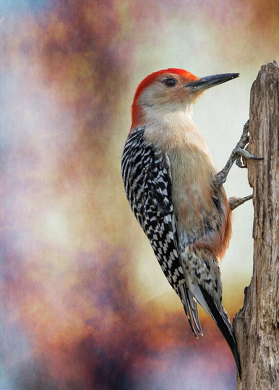 Red-bellied Woodpecker Poster featuring the photograph Woody Posted Right Side by Bill and Linda Tiepelman