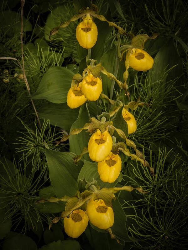 Wildflowers Poster featuring the photograph Yellow Lady Slippers by Terry Ann Morris