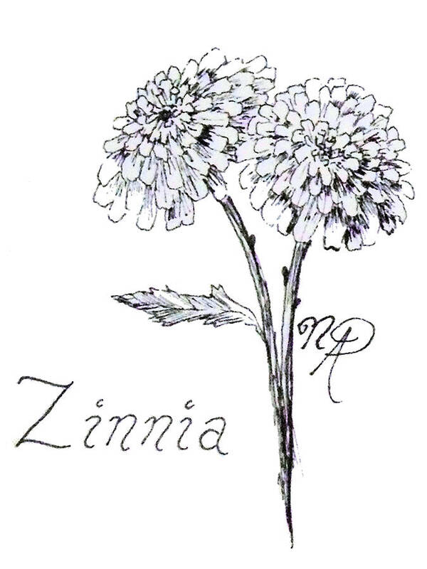 Zinnia Poster featuring the drawing Zannie Zinnia by Nicole Angell