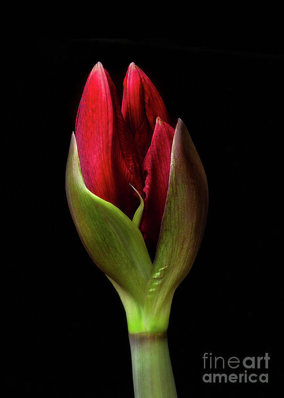 Flower Poster featuring the photograph Amaryllis 'Merlot' #1 by Ann Jacobson