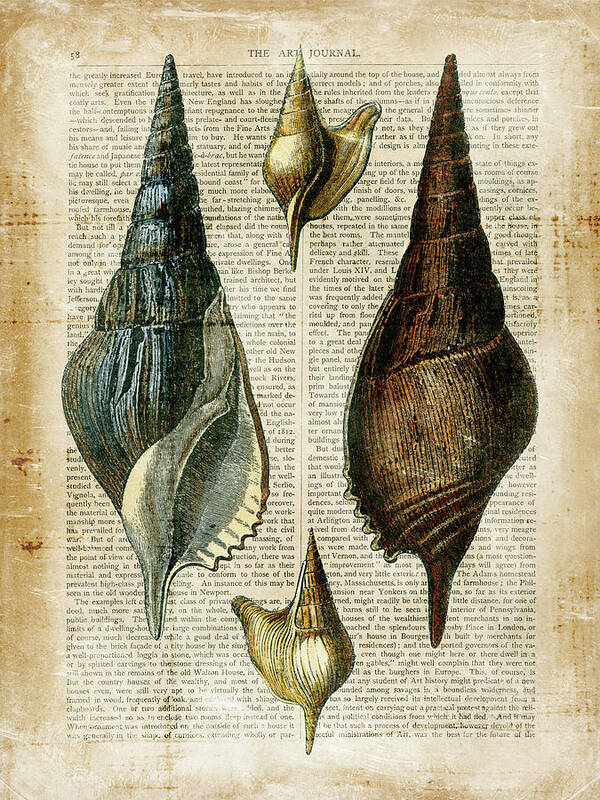 Decorative Poster featuring the painting Antiquarian Seashells II #1 by Vision Studio