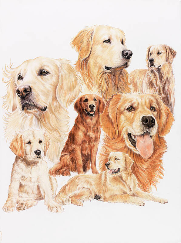 Dogs Poster featuring the painting Golden Retriever #1 by Barbara Keith